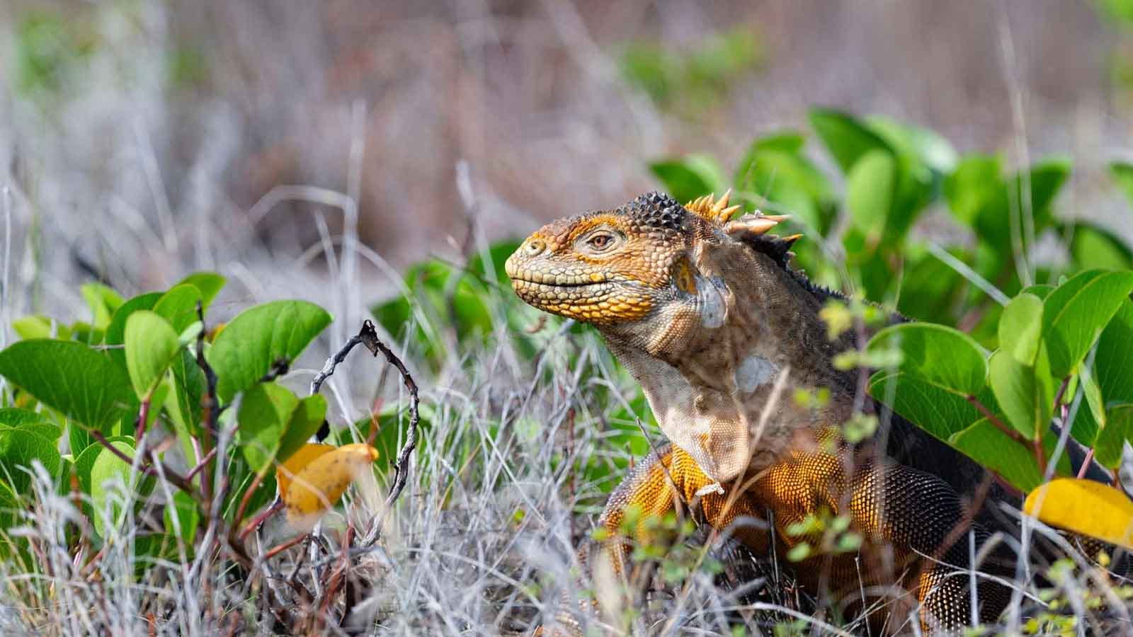 Galapagos Island hosts iguanas, which were nearly extinct for 200 years