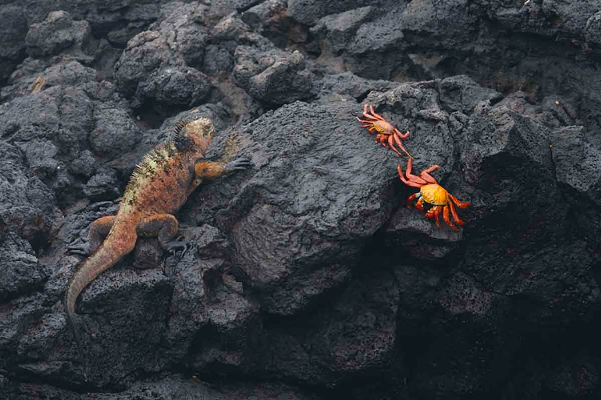 Puerto Egas | Marine Iguana | Red Crabs | Galapagos Islands